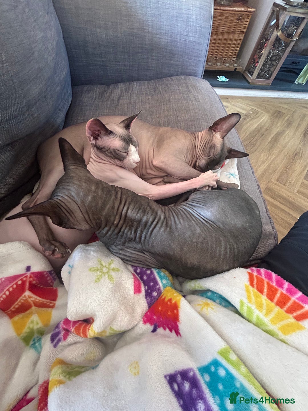 Sphynx cats for sale: Beautiful lot of Sphynx kittens from family pets - Image 24