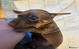 Miniature Dachshund dogs for sale: Beautiful Miniature Dachshund Puppies - Image 9