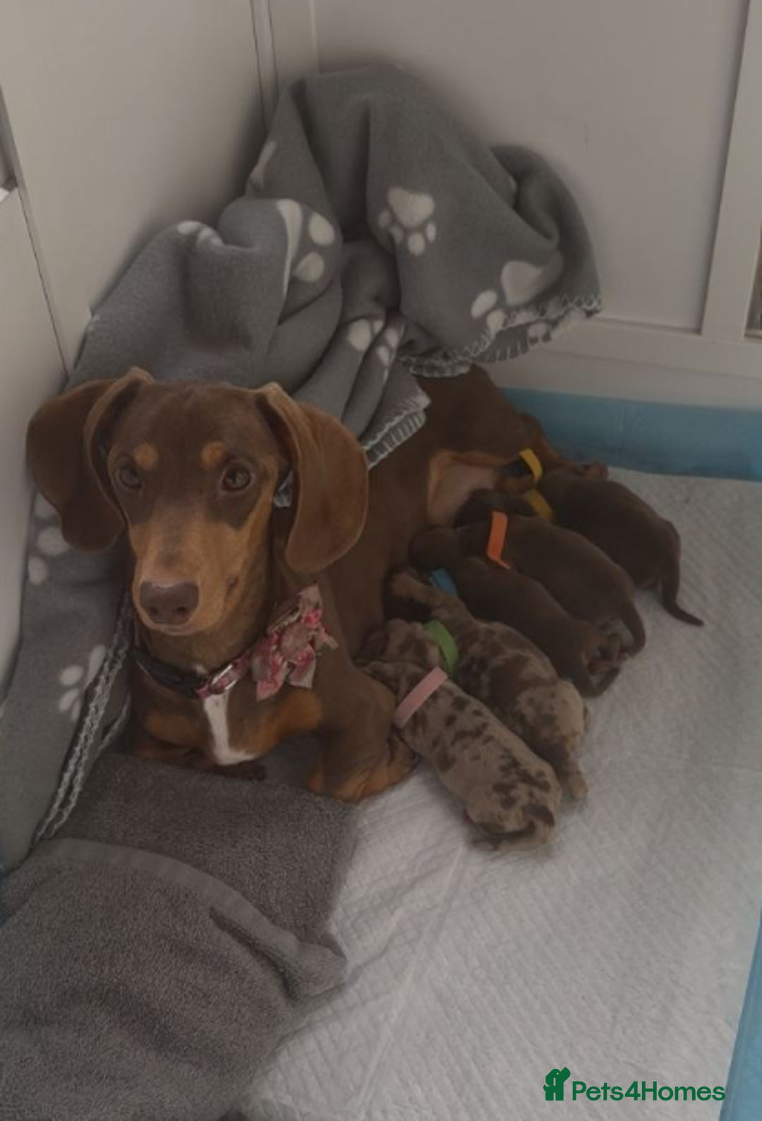Miniature Dachshund dogs for sale: Gorgeous Miniature Puppies - Advert 3