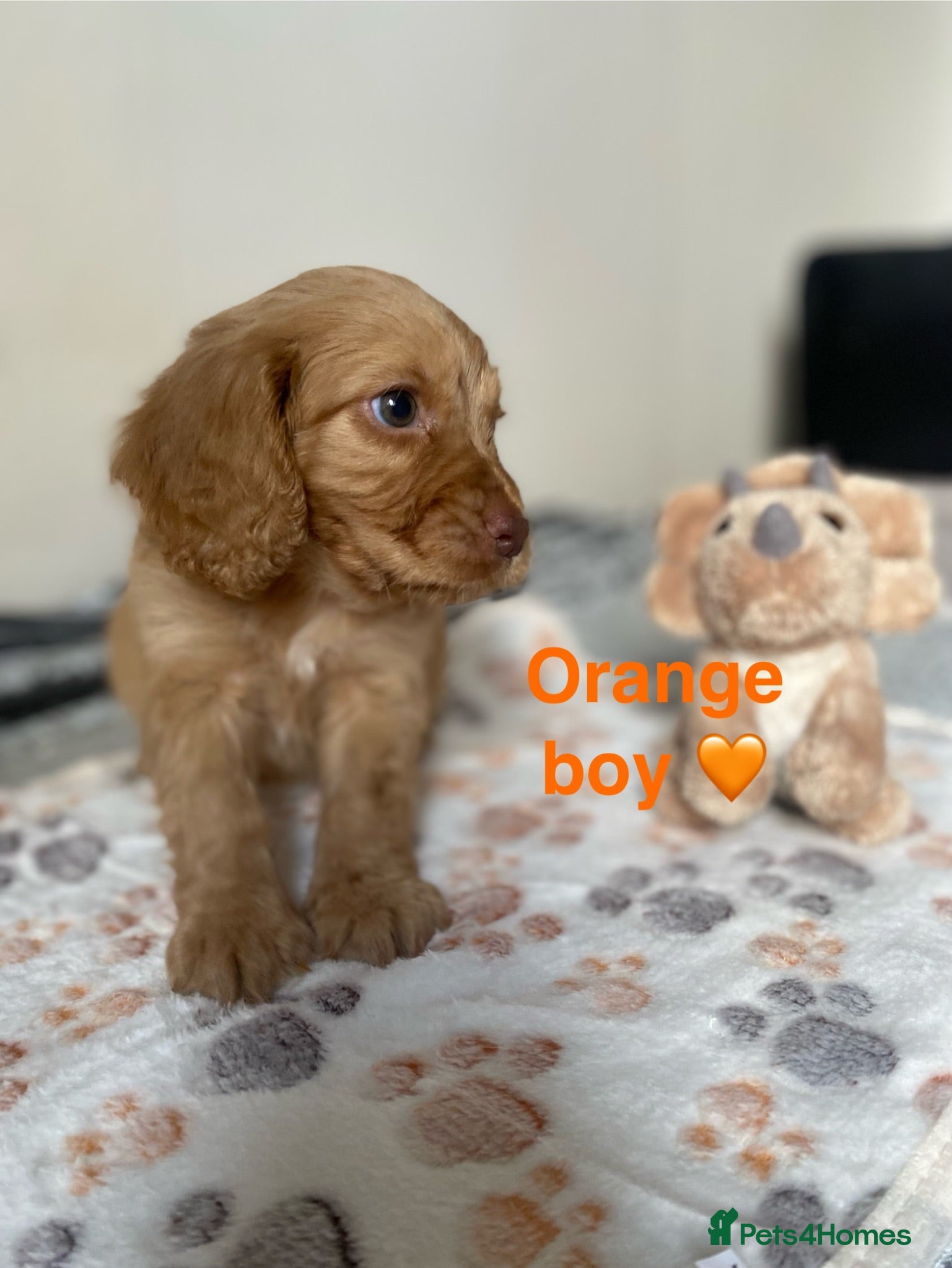 Cockapoo dogs 💕 cockapoo pups 💕 - Advert 2