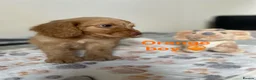 Cockapoo dogs for sale: 💕 cockapoo pups 💕 - Advert 16