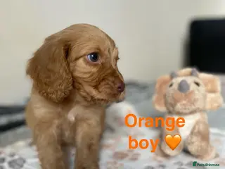 Cockapoo dogs 💕 cockapoo pups 💕 - Advert 2