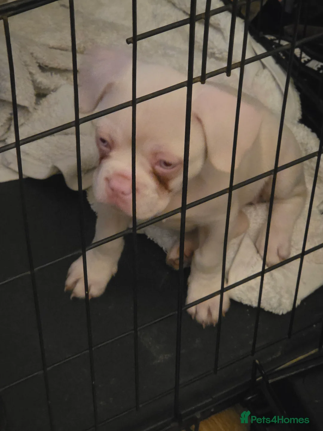 French Bulldog dogs for sale: Female French bulldog-Rosie - Advert 2
