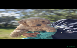 Labradoodle dogs for sale: 🐶 Labradoodle puppies for sale 🐶 - Image 8