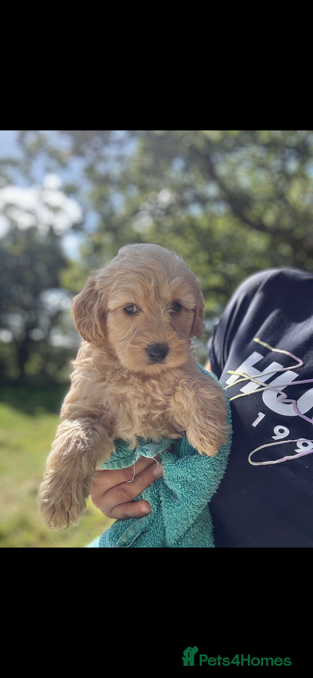 Labradoodle dogs for sale: 🐶 Labradoodle puppies for sale 🐶 - Image 8