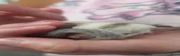 Sugar Glider rodents for sale: Sugar glider twins - Advert 3