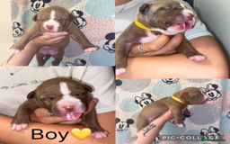Mixed Breed dogs for sale: 🐶Staffy x Belgian Malinois puppies🐶 - Image 5