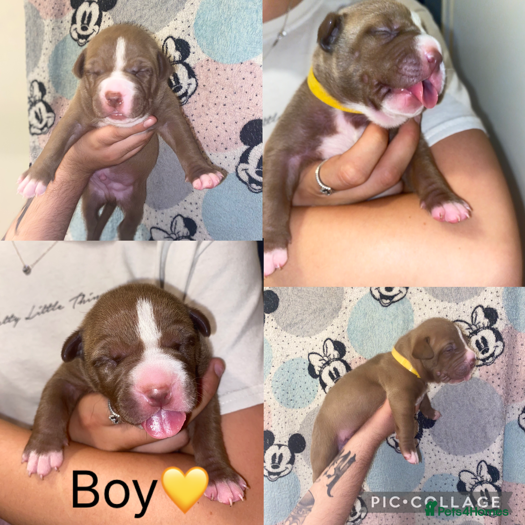 Mixed Breed dogs for sale: 🐶Staffy x Belgian Malinois puppies🐶 - Image 5