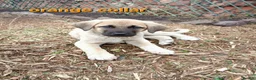 Turkish Kangal dogs for sale: TURKISH KANGAL PUPPIES! - Advert 25