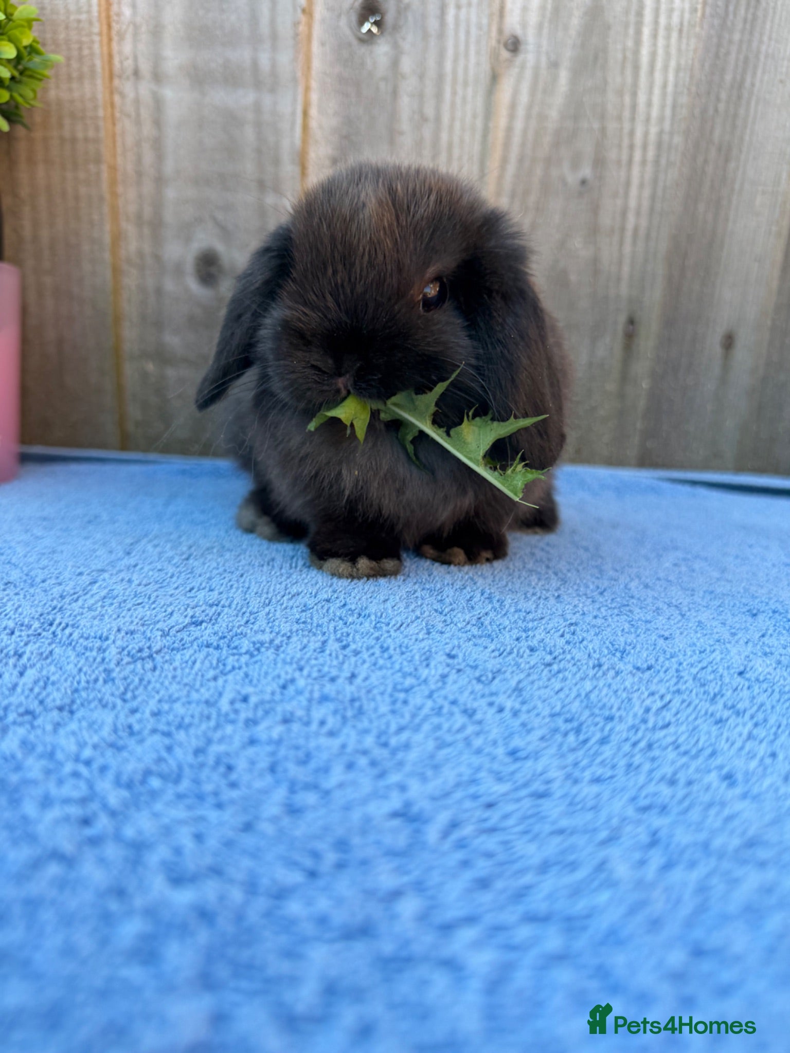 Mini Lop rabbits Pure bred mini lop bunnies ready now - Advert 1