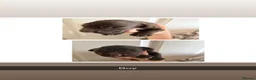 Sprocker dogs for sale: Sprockers for sale  in Doncaster - Advert 6