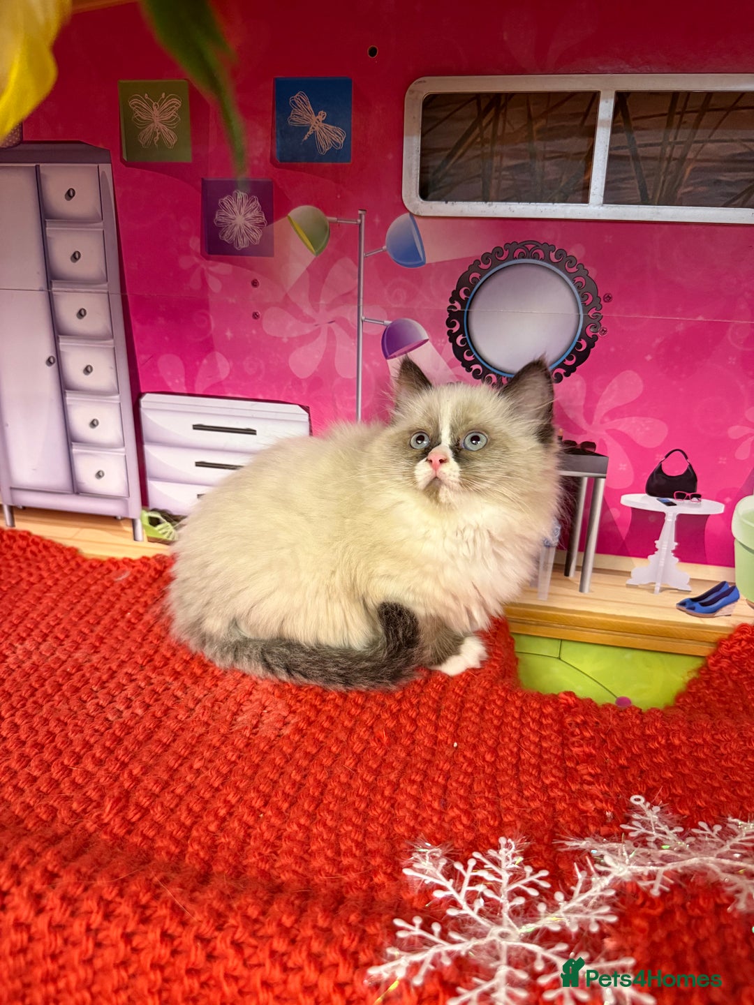 Ragdoll cats for sale: Beautiful Ragdolls kittens  - Advert 13