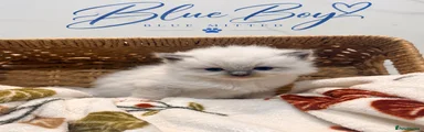 Ragdoll 2
