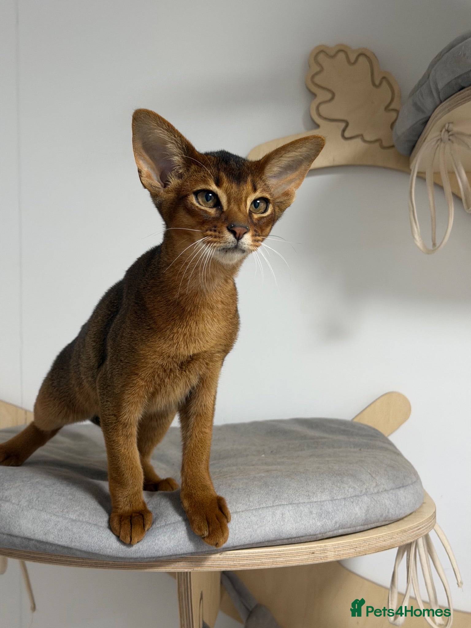 Abyssinian cats  Abyssinian kittens 🐈‍⬛  - Advert 2