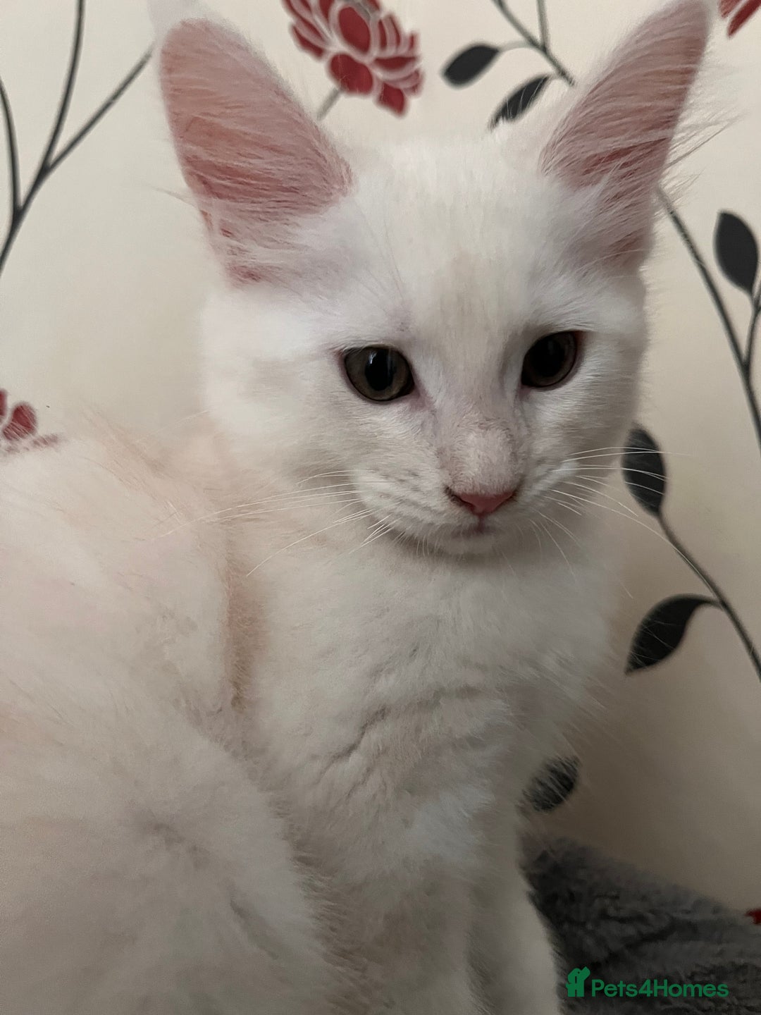 Maine Coon cats for sale: Purebred Maine Coon kitten - Advert 7