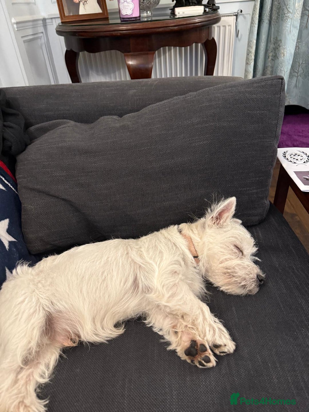West Highland Terrier dogs for sale: Top quality import champion bred westie - Image 13