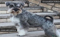 Miniature Schnauzer dogs for sale: Outstanding Miniature Schnauzer Puppies - Image 10