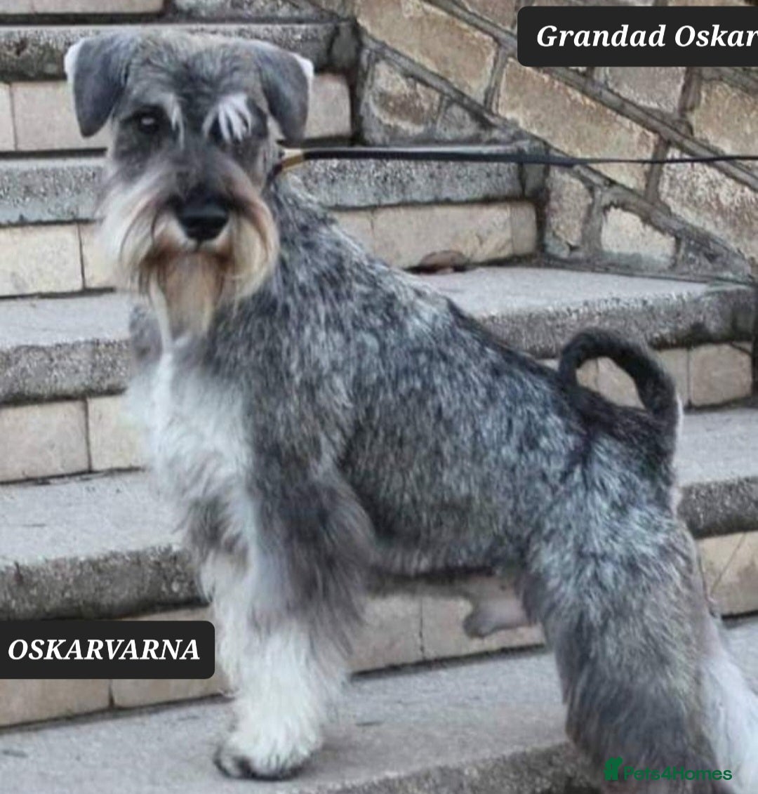 Miniature Schnauzer dogs for sale: Outstanding Miniature Schnauzer Puppies - Image 10