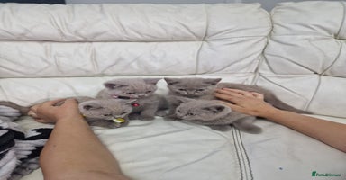 British Shorthair cats - Advert 10
