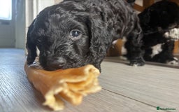 Cockapoo dogs for sale: 1 male black and white cockapoo left for sale - Image 7