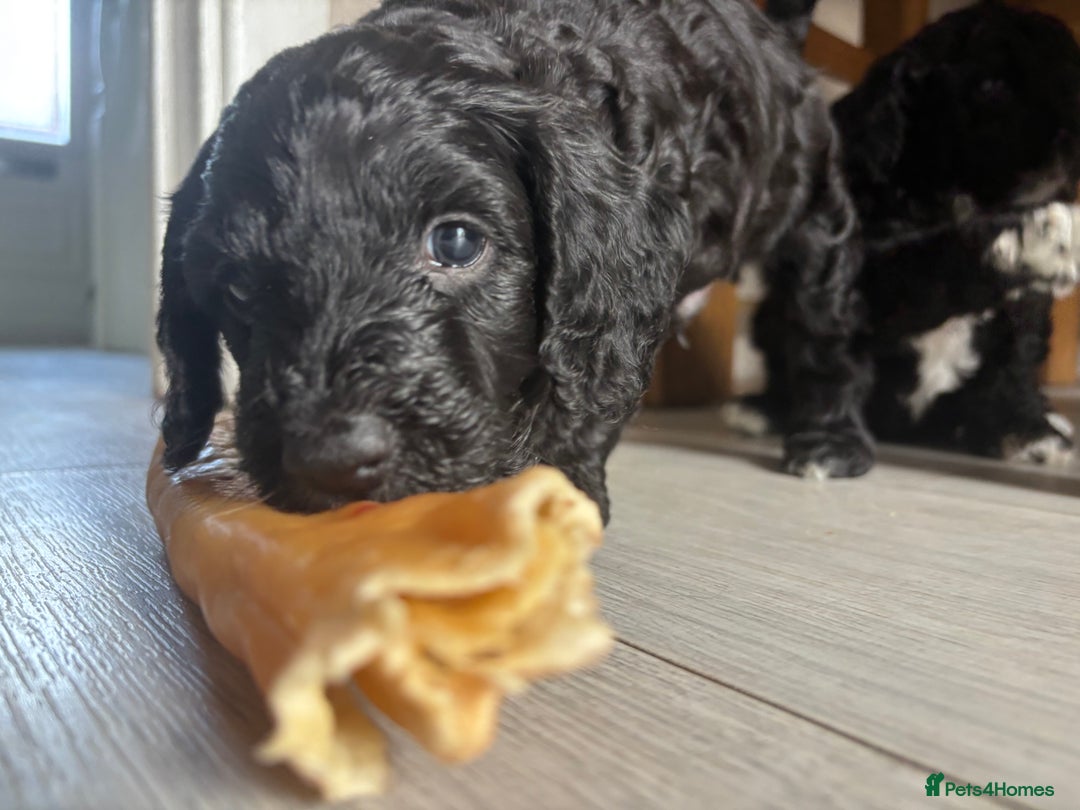 Cockapoo dogs for sale: 1 male black and white cockapoo left for sale - Image 7