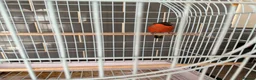 Finches birds for sale: Siberian bull finch  - Advert 4