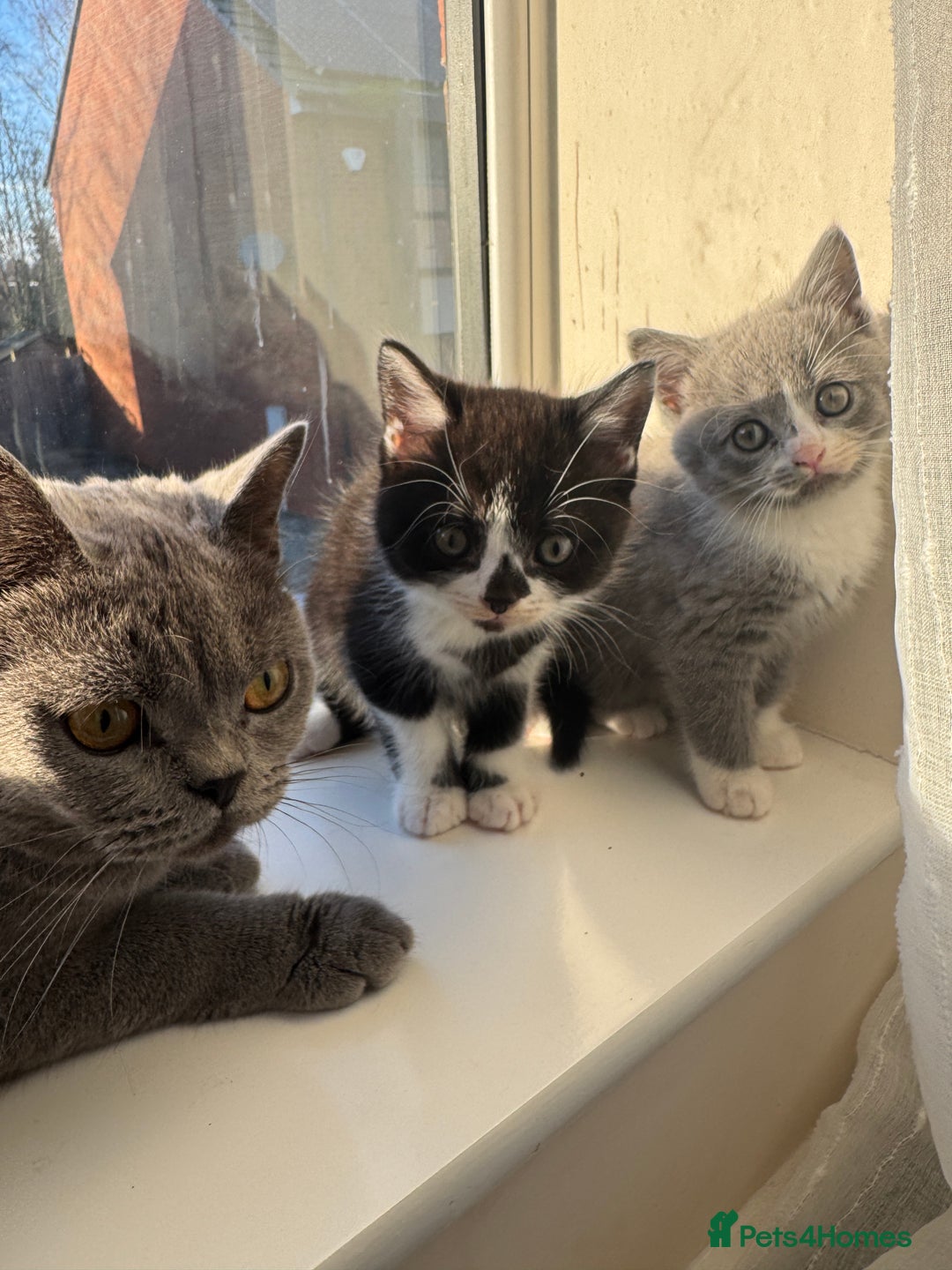 British Shorthair cats for sale: Playful British Shorthair Kittens  - Advert 5