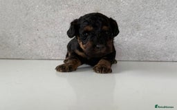 Cockapoo dogs for sale: F2 Cockapoo puppies for sale  - Image 8