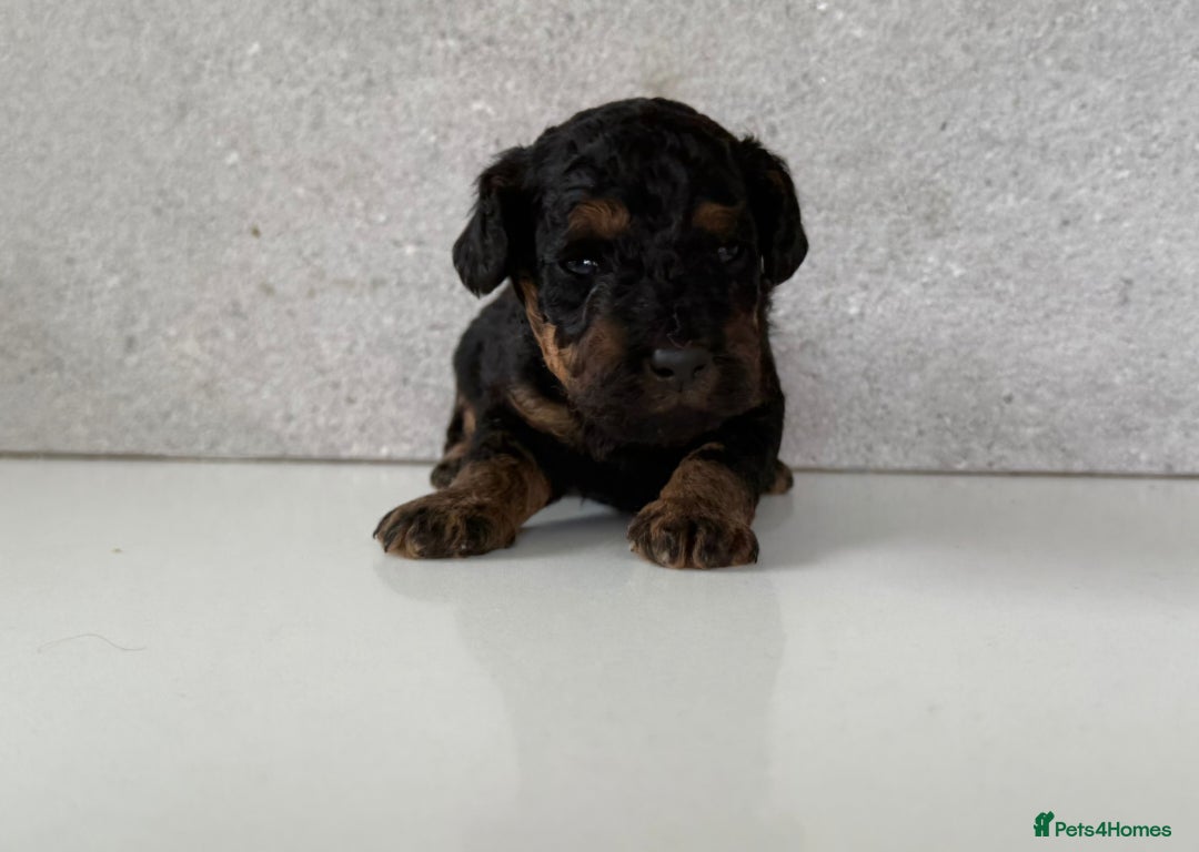 Cockapoo dogs for sale: F2 Cockapoo puppies for sale  - Image 8