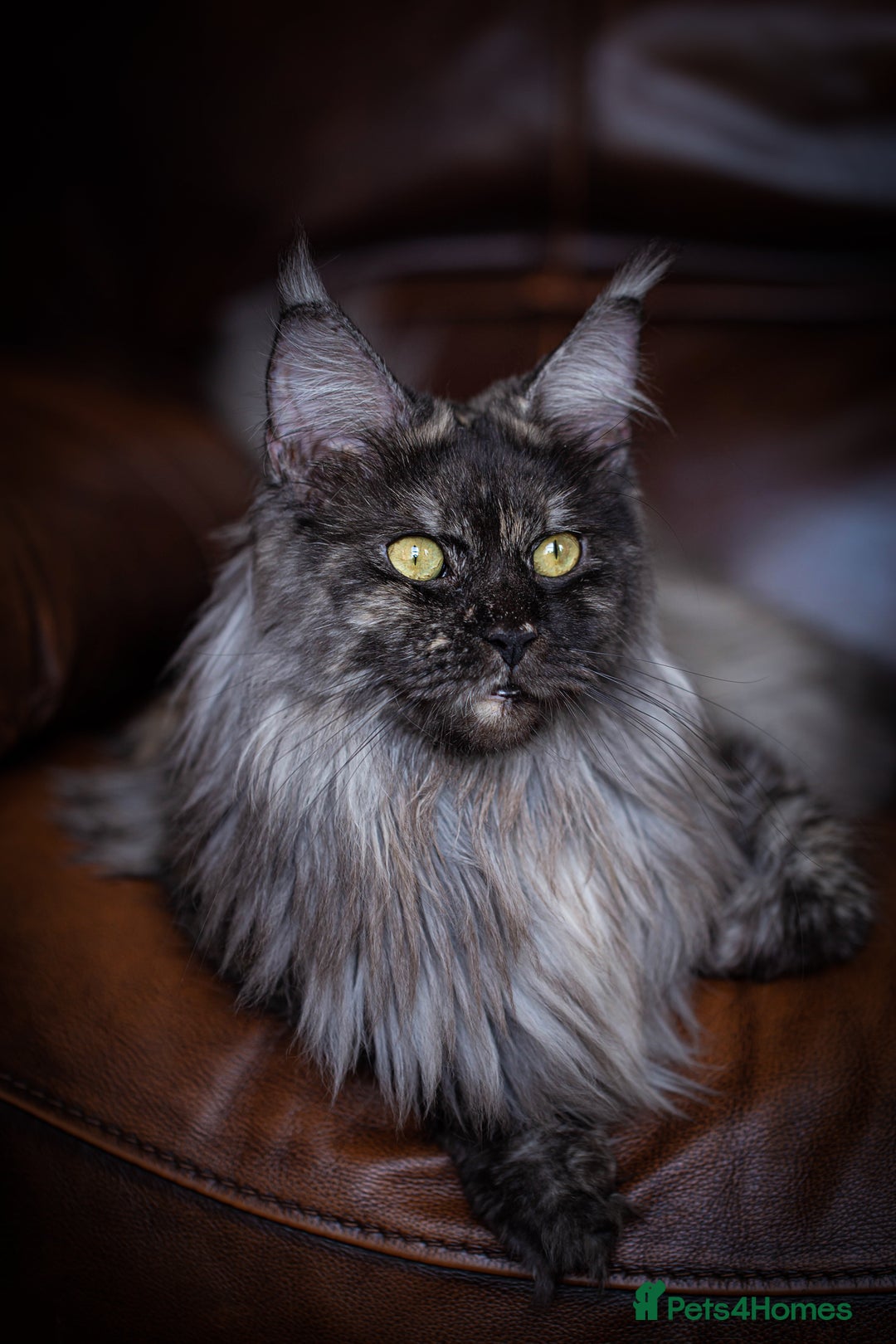 Maine Coon cats for sale: Maine Coon girl - Advert 3