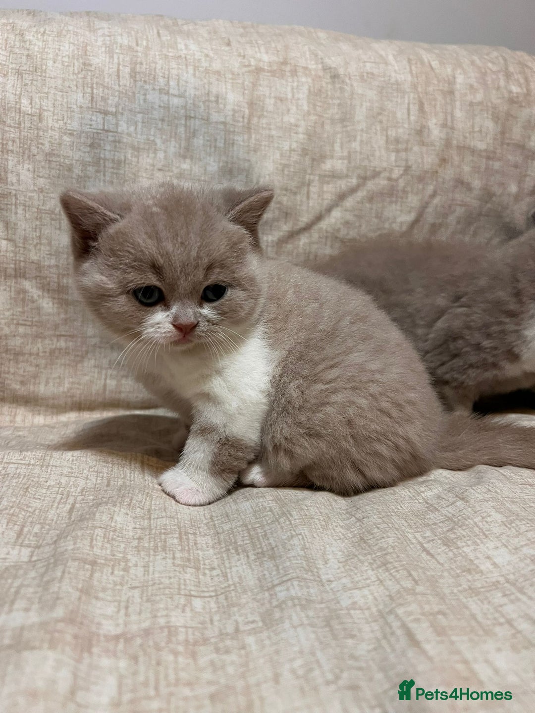 British Shorthair cats for sale: Multicolour GCCF Registered BSH kittens - Advert 7