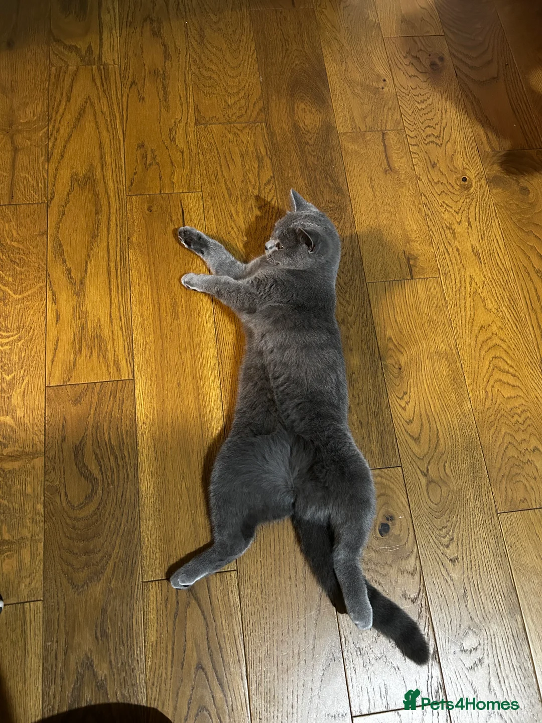 Mixed Breed cats for sale: Mixed breed Blue BSH in Colchester - Advert 2