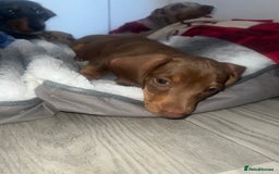Miniature Dachshund dogs for sale: Last boy(Miniature Dachshunds)  - Image 12