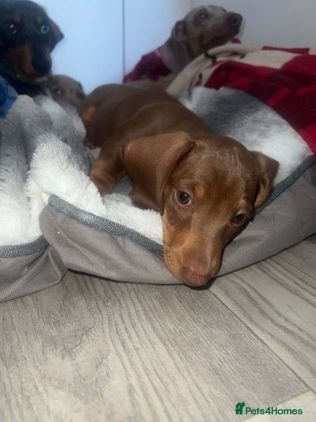 Miniature Dachshund dogs for sale: Last boy(Miniature Dachshunds)  - Image 12