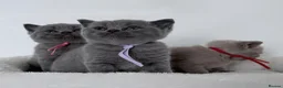 British Shorthair cats for sale: pure british shorthair kittens  - Advert 11