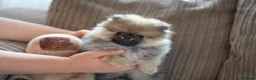 Pomeranian dogs for sale: Four small cute pups  - Advert 26
