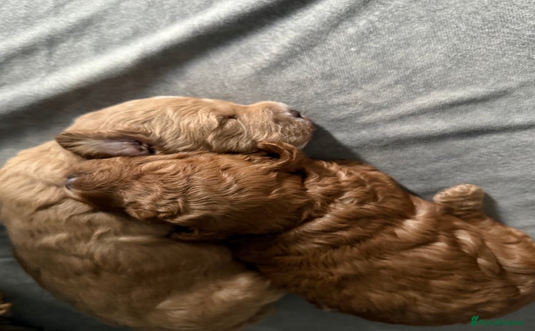 Miniature Poodle dogs - Advert 8