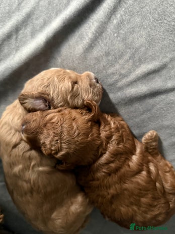 Miniature Poodle dogs - Advert 8