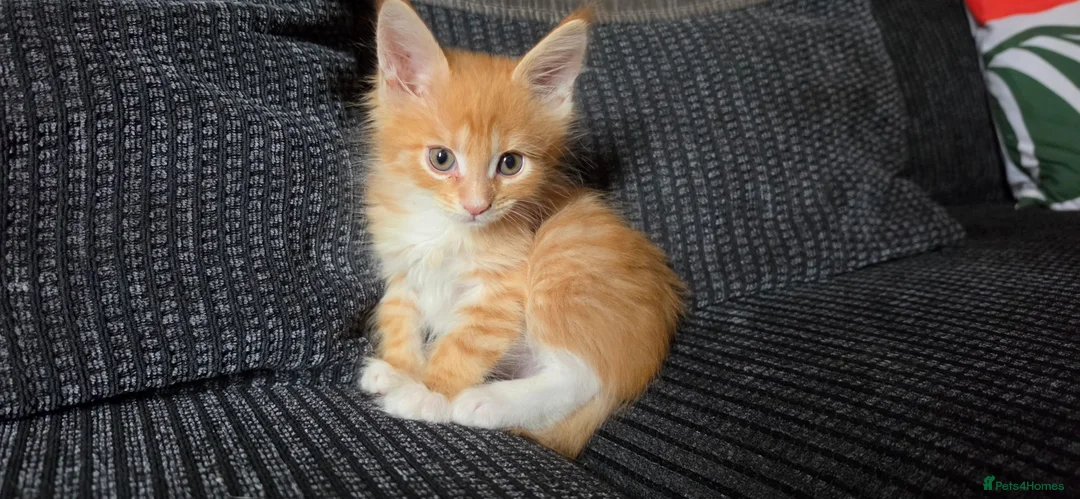 Maine Coon cats for sale: Main coon kittens  - Advert 10