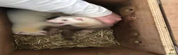 Ferret rodents for sale: 9 week old ferret jill - Advert 5