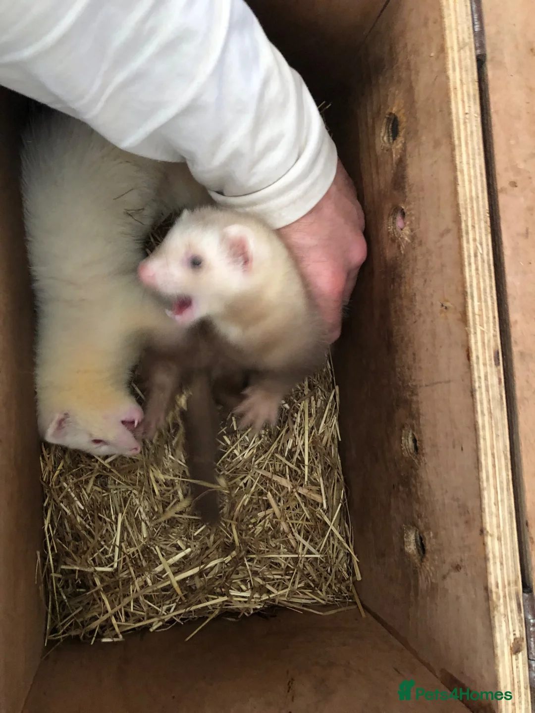 Ferret rodents for sale: 9 week old ferret jill - Advert 5