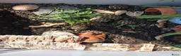 Hermann Tortoise reptiles for sale: Last 2, Hermann tortoises, UK bred. - Advert 6