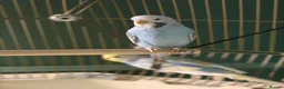Budgerigars birds for sale: Two budgies  - Advert 2