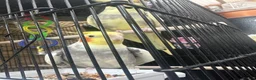 Cockatiels birds for sale: Cockatiels 1 male 1 female - Advert 7