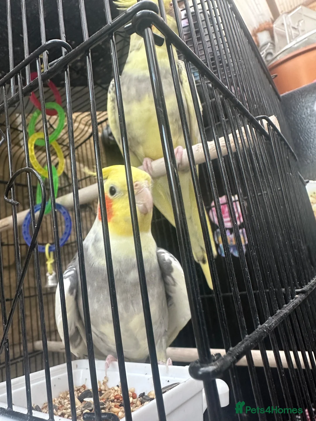 Cockatiels birds for sale: Cockatiels 1 male 1 female - Advert 7