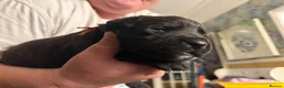 Labrador Retriever dogs for sale: Labrador cross Boxerdore puppies  - Advert 5