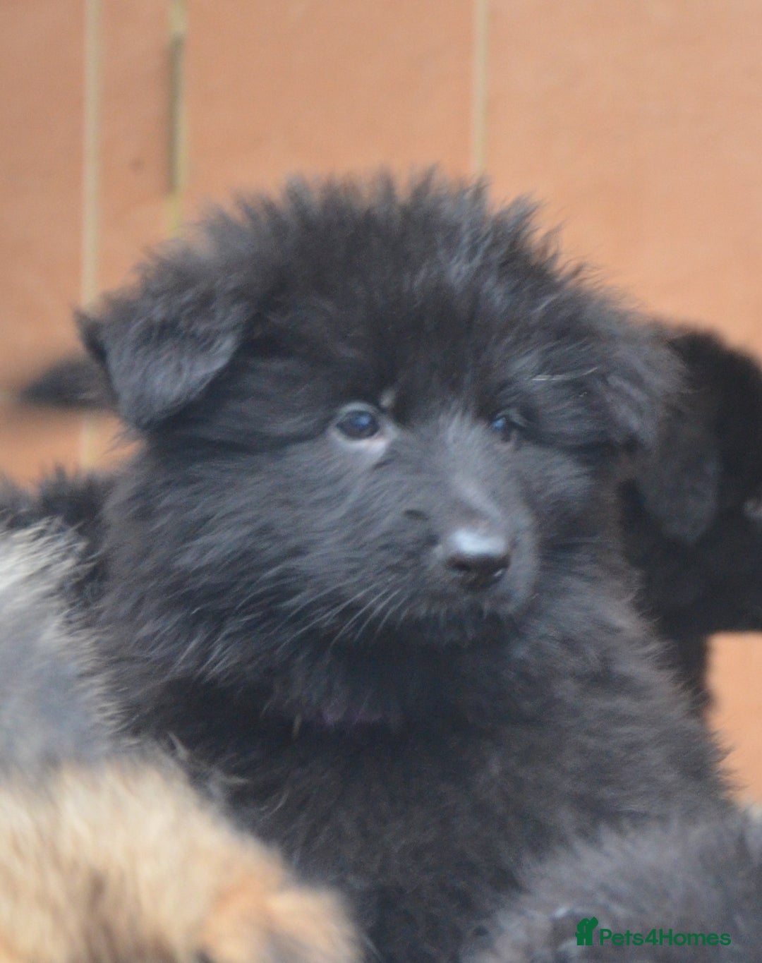 German Shepherd dogs for sale: STUNNING KC REG BLACK + SABLE LONG COATED PUPPIES - Image 3