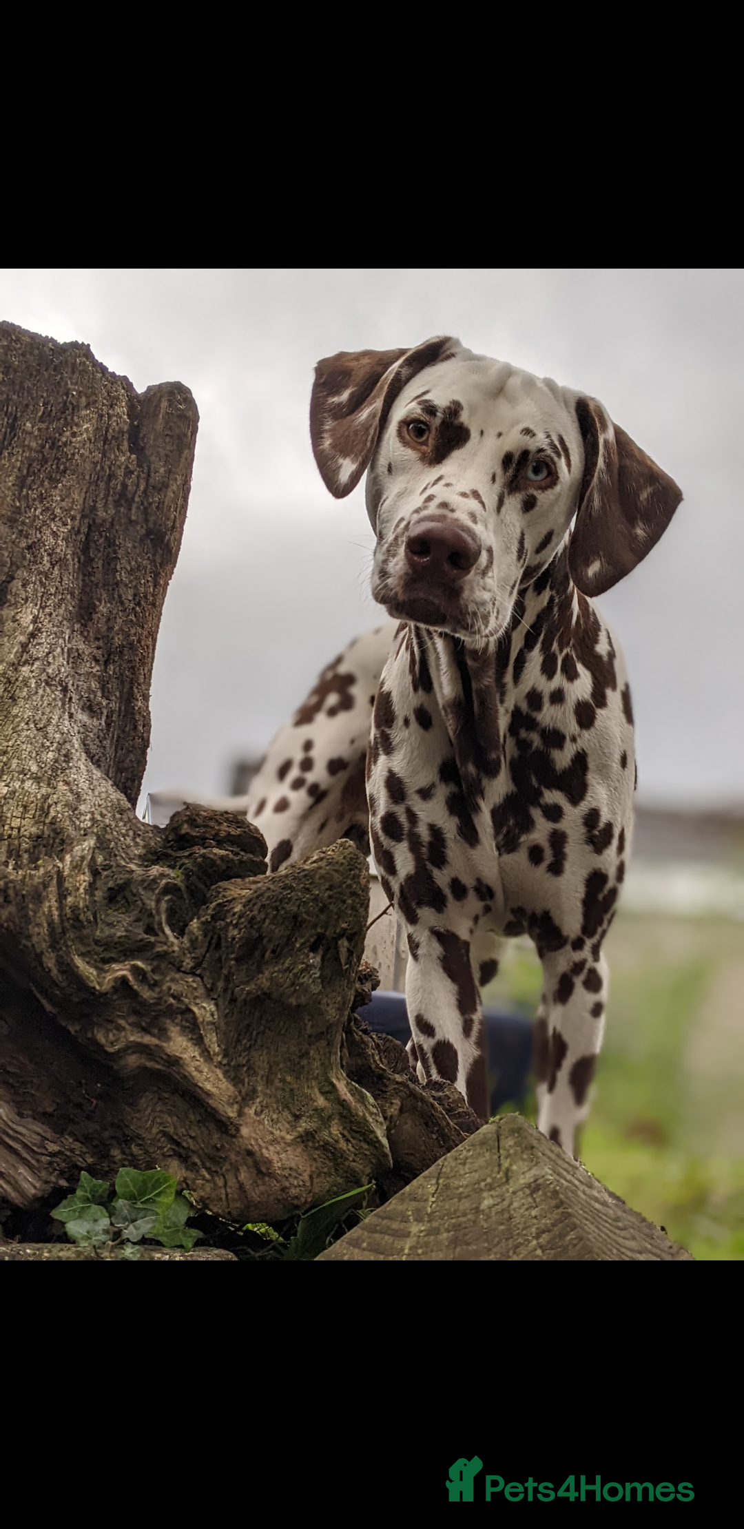 Dalmatian dogs Dalmatian stud. blue eyed Liver Spot/PROVEN in Bridgend - Advert 4