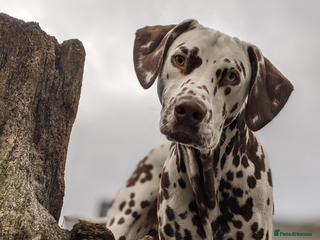 Dalmatian dogs Dalmatian stud. blue eyed Liver Spot/PROVEN in Bridgend - Advert 9