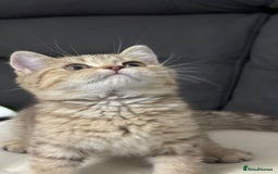 British Shorthair cats for sale: British shorthair  - Image 11